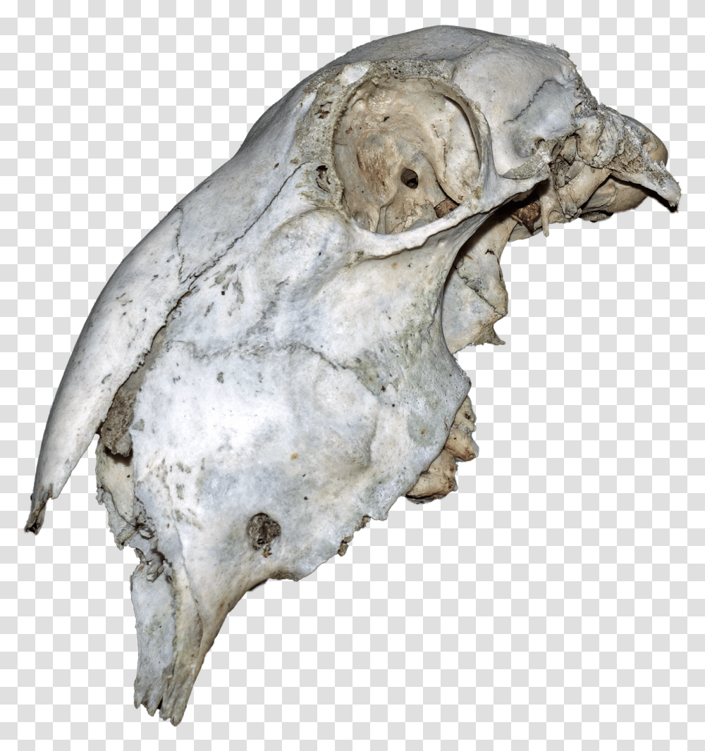 Animal Skull Animal Skull, Fungus, Fossil, Soil, Archaeology Transparent Png