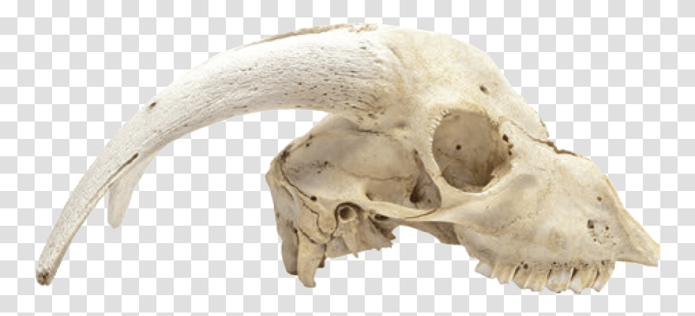 Animal Skull, Fungus, Soil, Bird, Fossil Transparent Png