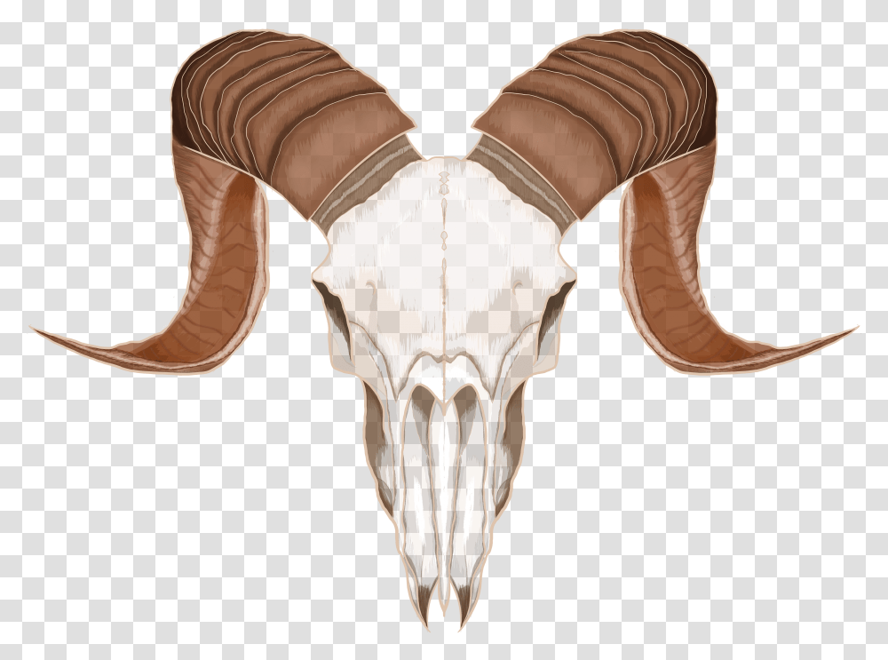 Animal Skull Goat Head Skull Transparent Png
