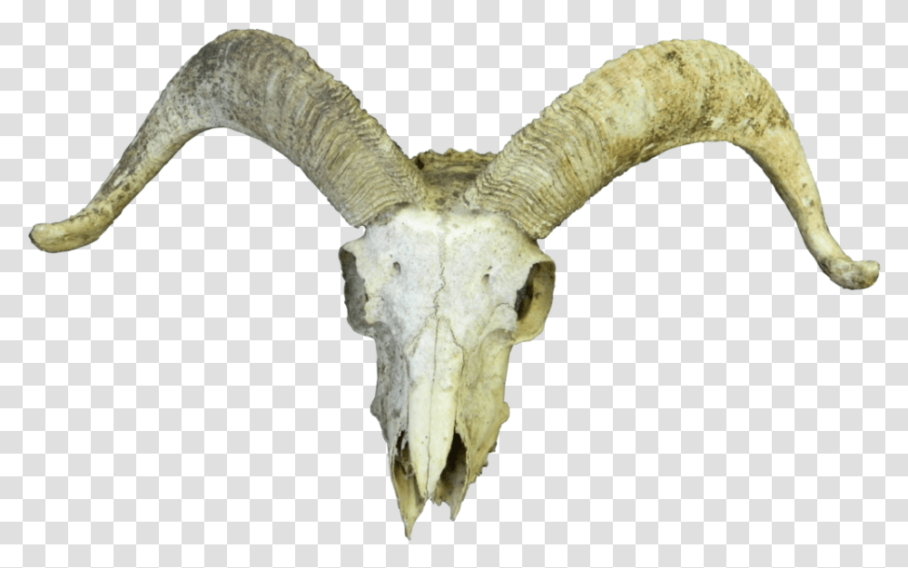Animal Skull, Mammal, Goat, Mountain Goat, Wildlife Transparent Png