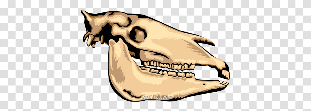 Animal Skull Royalty Free Vector Clip Art Illustration, Jaw, Teeth, Mouth, Ivory Transparent Png