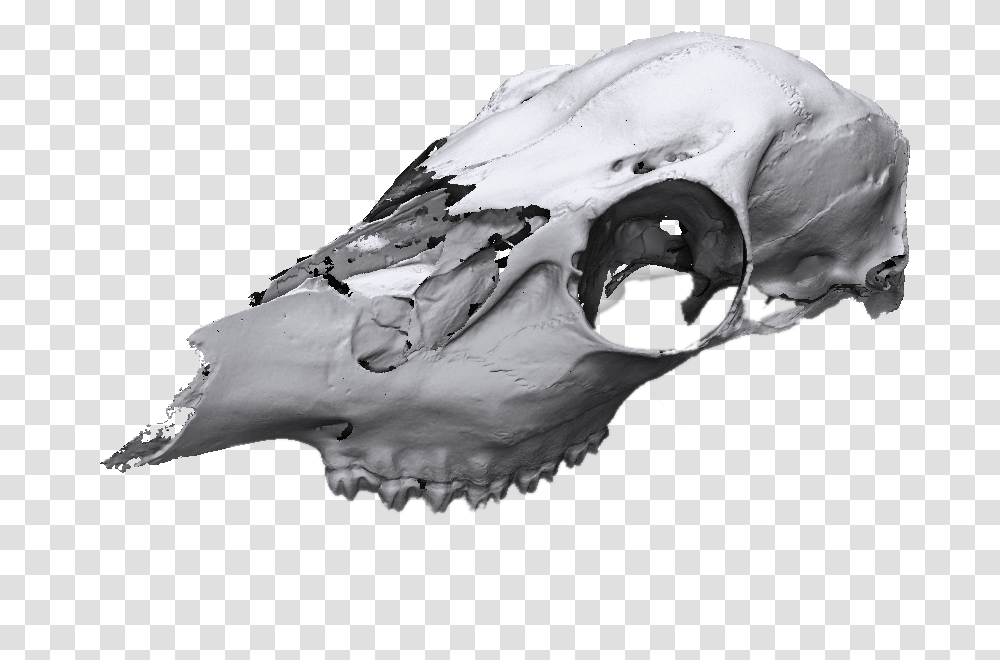 Animal Skull Scan 3d Animal Skull Scan, Bird, Wasp, Bee, Insect Transparent Png