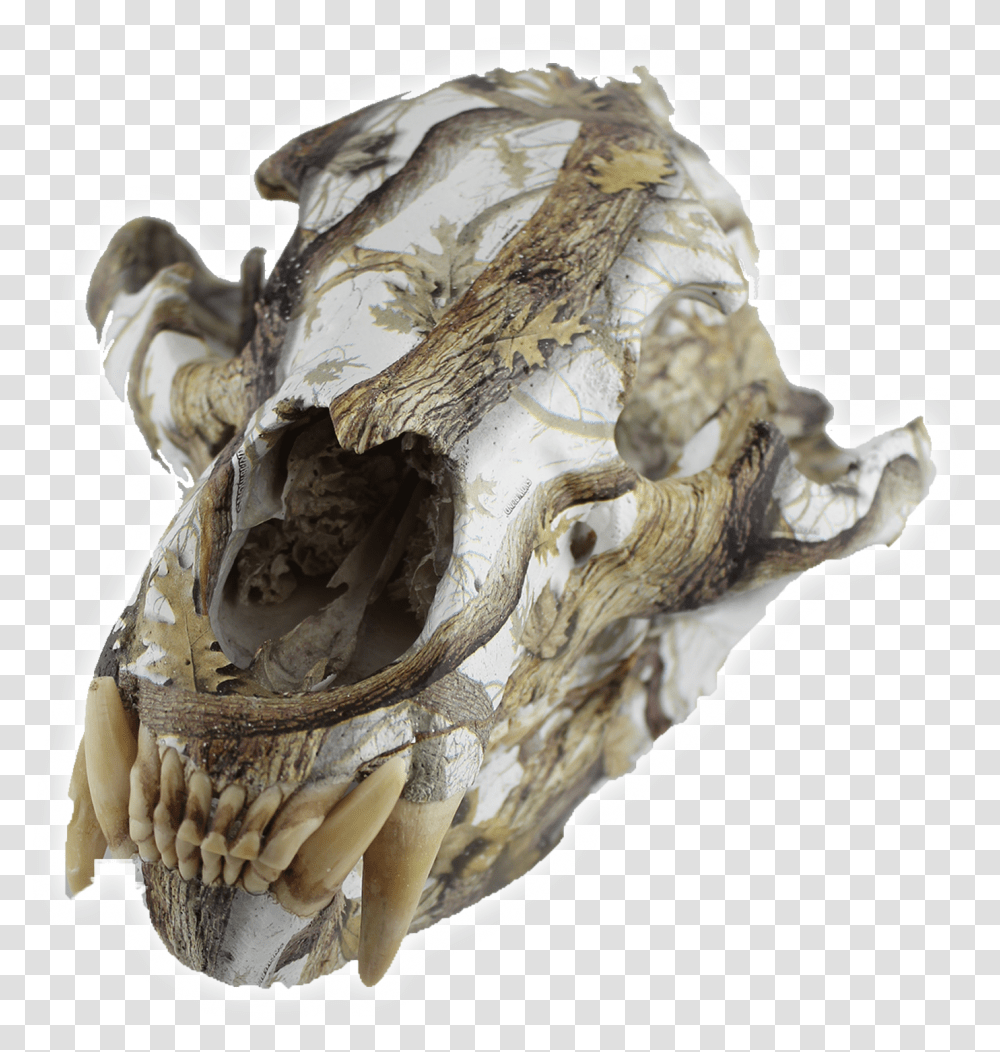 Animal Skull Skull, Seashell, Invertebrate, Sea Life, Oyster Transparent Png