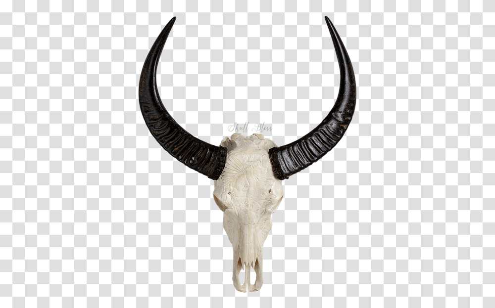 Animal Skulls Cattle Horn Animals Skull, Bull, Mammal, Longhorn, Bird Transparent Png