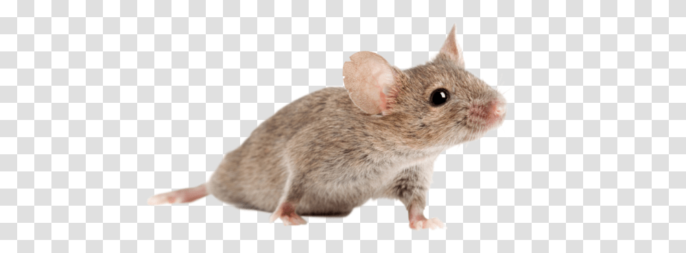 Animal Testing, Rat, Rodent, Mammal, Pet Transparent Png