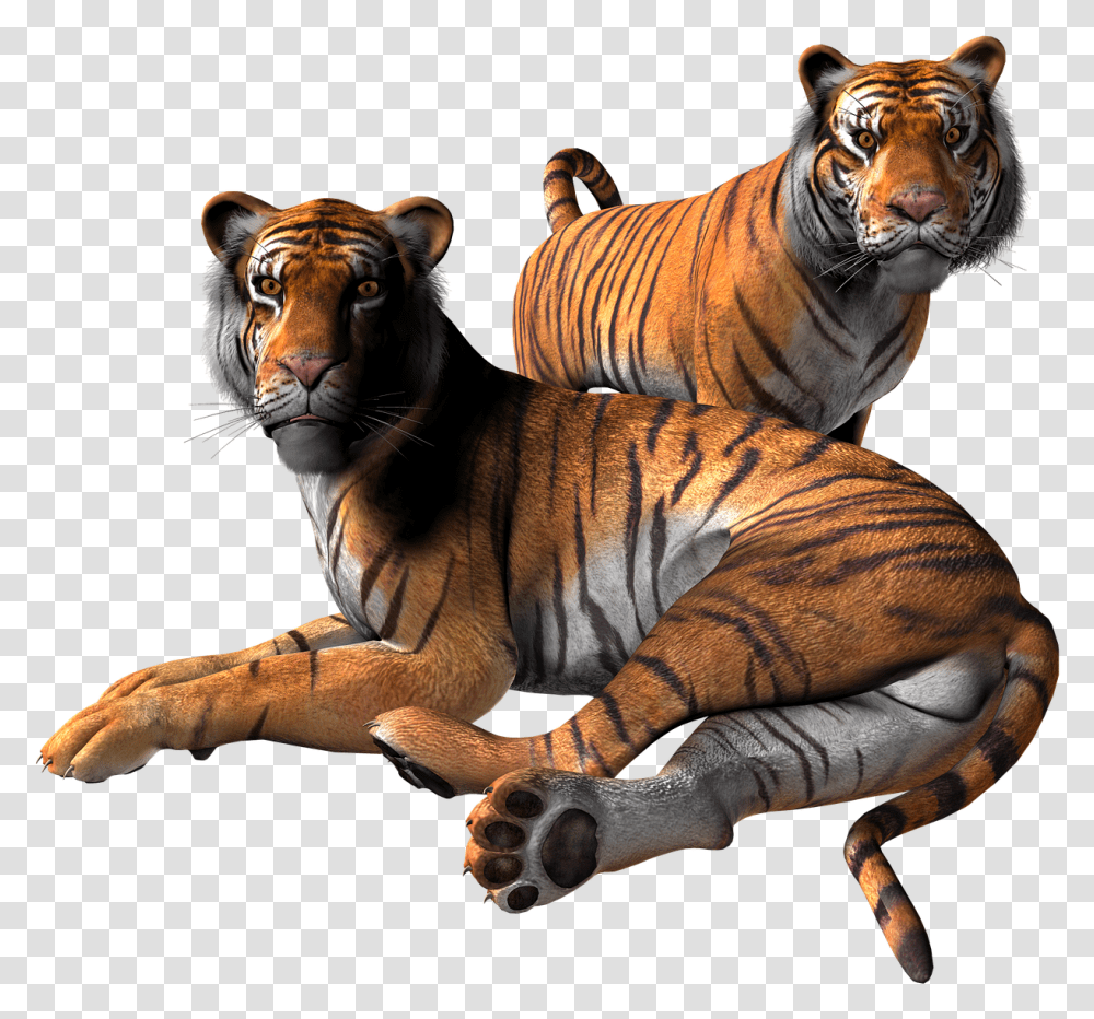 Animal, Tiger, Wildlife, Mammal Transparent Png