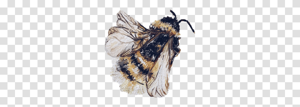 Animal Tumblr Aesthetic Bee, Gemstone, Jewelry, Accessories, Scarf Transparent Png