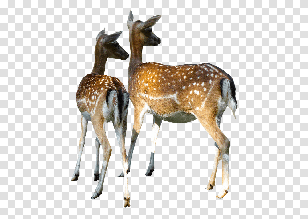 Animal World Hirsch Doe Fallow Deer Kitz Deer Doe, Wildlife, Mammal, Antelope Transparent Png