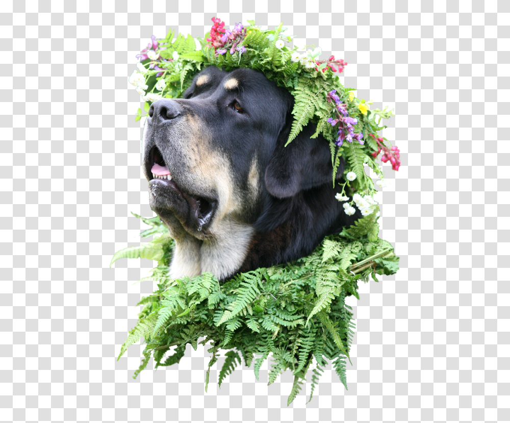 Animaldog With Flower Crown Pies Z Wiankiem Na Gowie, Plant, Vase, Jar, Pottery Transparent Png