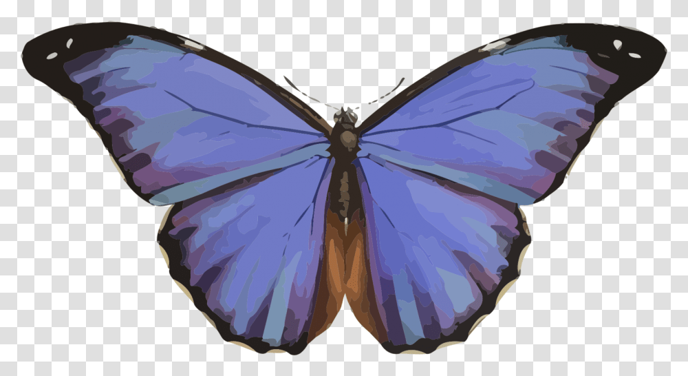 Animales Mariposa Insectos Naturaleza Azul Morpho Transformation To A Butterfly, Purple, Invertebrate, Plant, Pattern Transparent Png