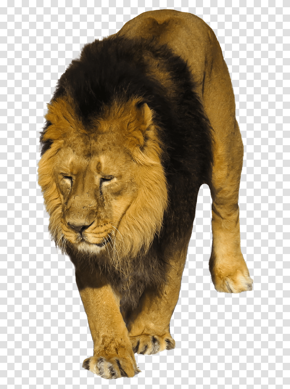 Animales Salvajes, Lion, Wildlife, Mammal, Bear Transparent Png