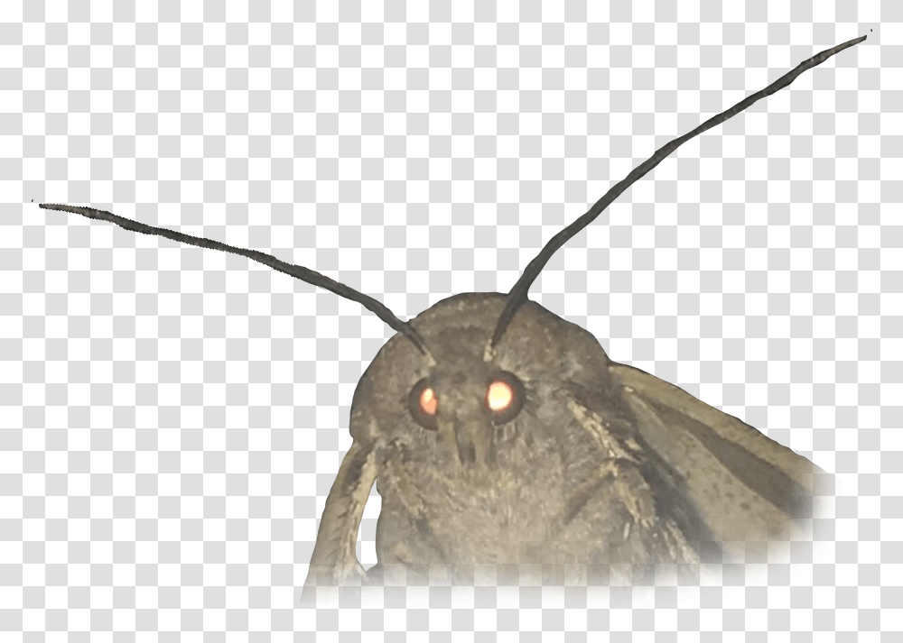 Animalmoth Moth Meme No Background, Insect, Invertebrate, Butterfly, Bird Transparent Png