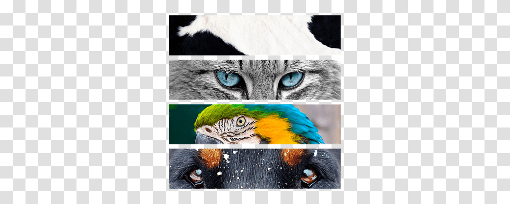 Animals Nature, Collage, Poster, Advertisement Transparent Png