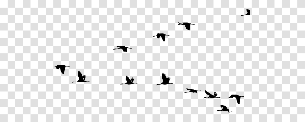 Animals Gray Transparent Png