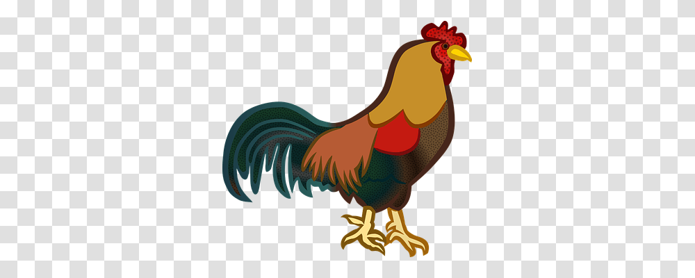 Animals Rooster, Chicken, Poultry, Fowl Transparent Png