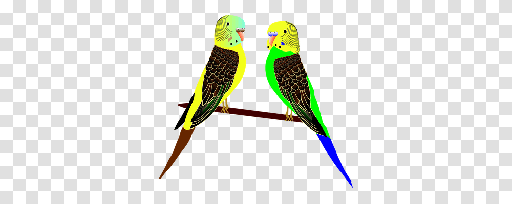 Animals Parakeet, Parrot, Bird Transparent Png