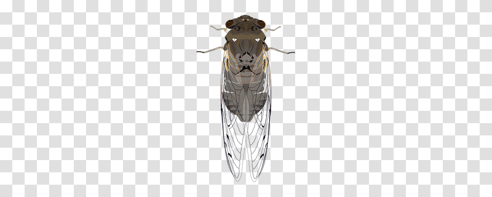 Animals Clothing, Insect, Invertebrate, Building Transparent Png