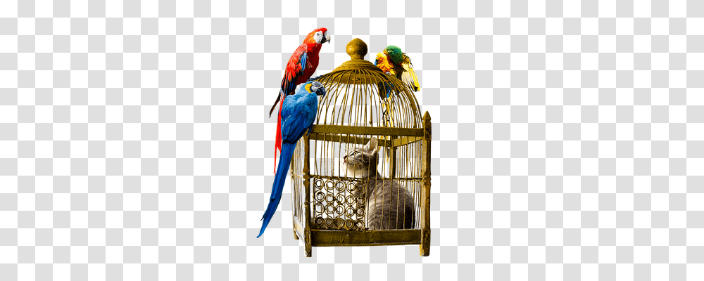 Animals Macaw, Parrot Transparent Png
