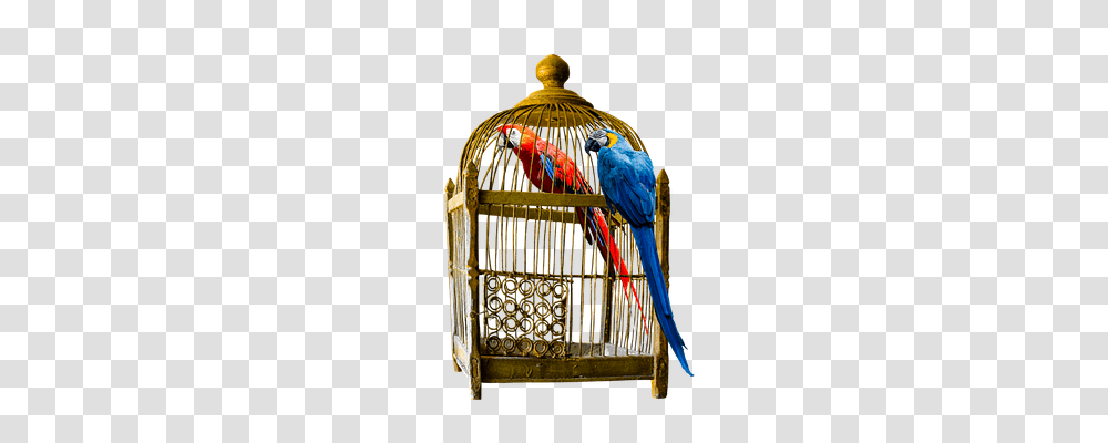 Animals Crib, Furniture, Macaw, Parrot Transparent Png