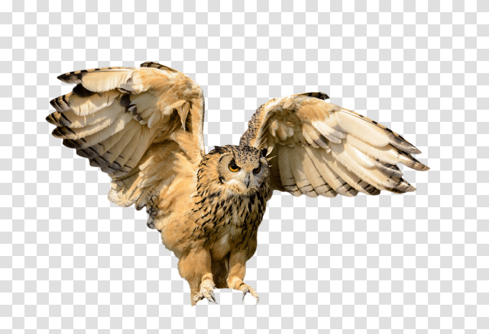 Animals 960, Bird, Owl, Flying, Vulture Transparent Png