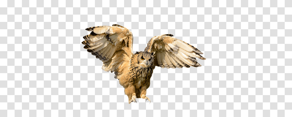 Animals Owl, Bird Transparent Png