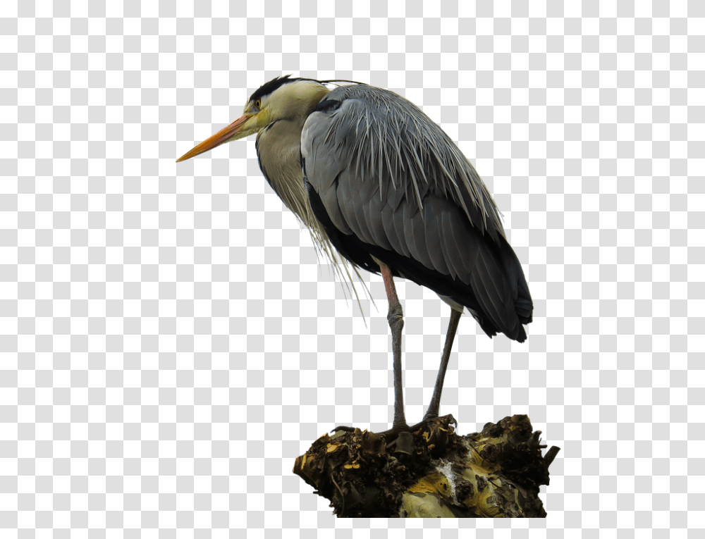 Animals 960, Bird, Waterfowl, Stork, Heron Transparent Png