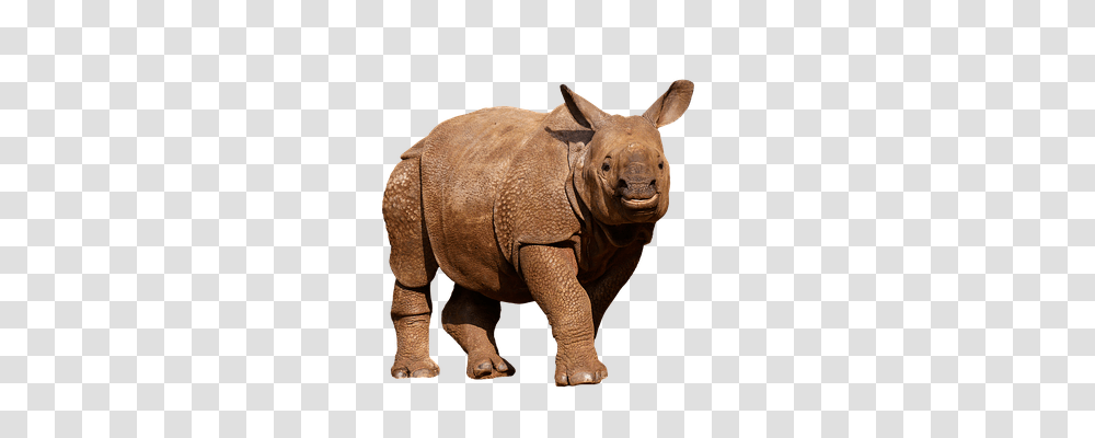 Animals Elephant, Wildlife, Mammal Transparent Png