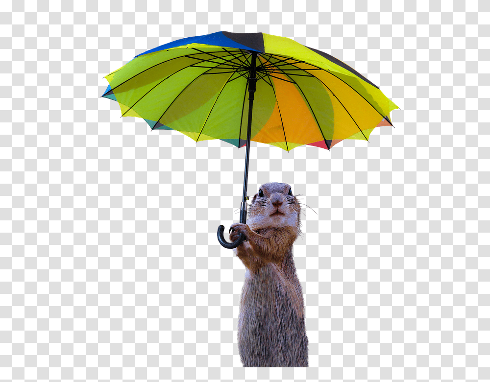 Animals 960, Umbrella, Canopy, Mammal Transparent Png