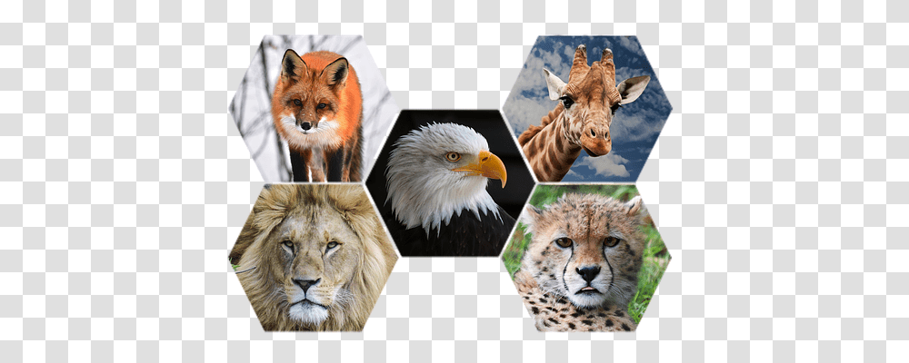 Animals Nature, Wildlife, Mammal, Chicken Transparent Png