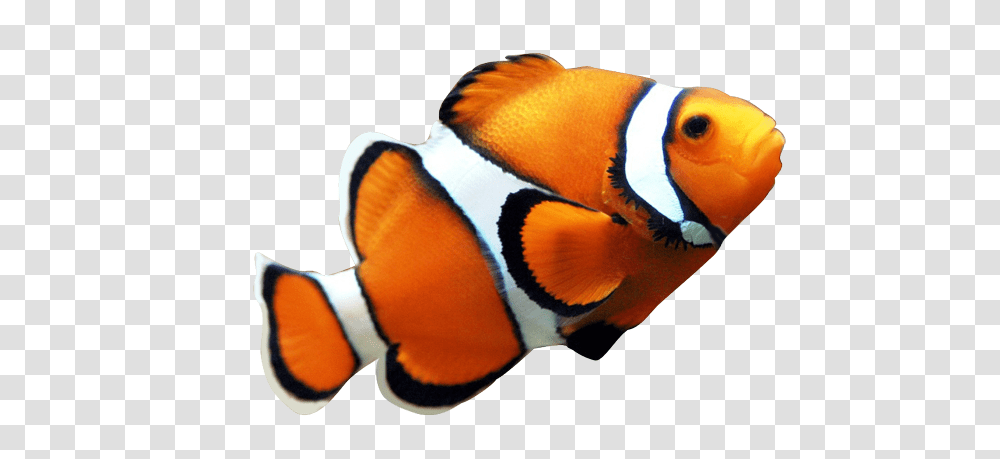 Animals, Amphiprion, Sea Life, Fish, Angelfish Transparent Png