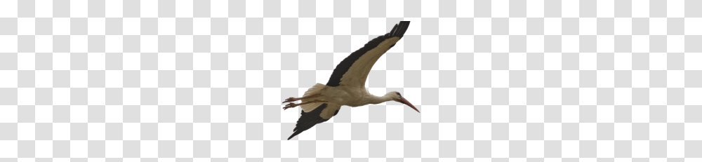 Animals Archives, Bird, Flying, Person, Human Transparent Png