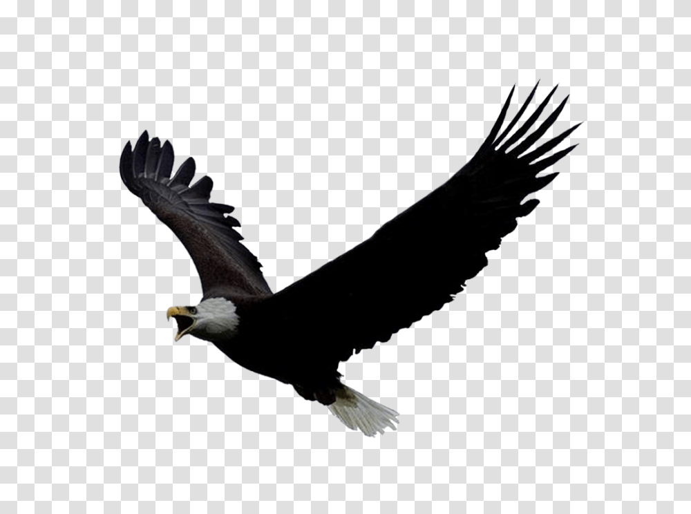Animals, Bird, Eagle, Flying, Bald Eagle Transparent Png