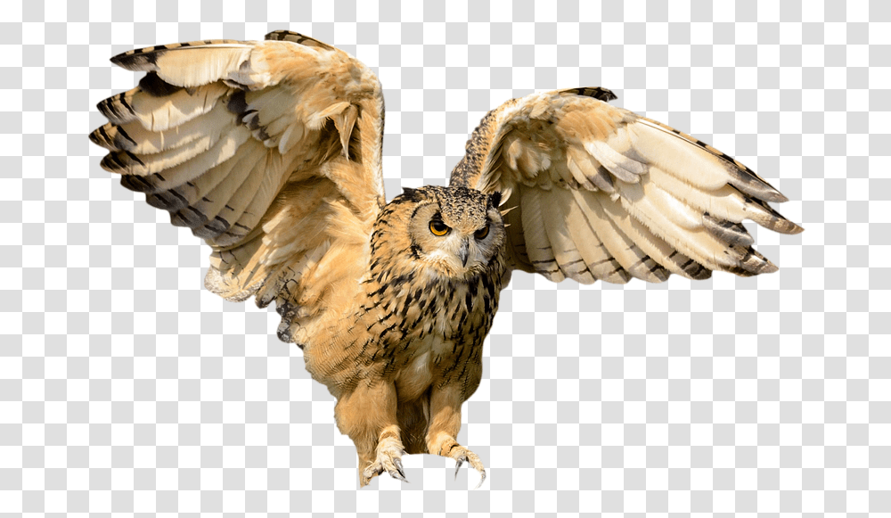 Animals Bird Owl Flying Wing Hunting Bird Owl In Flight, Chicken, Poultry, Fowl, Buzzard Transparent Png