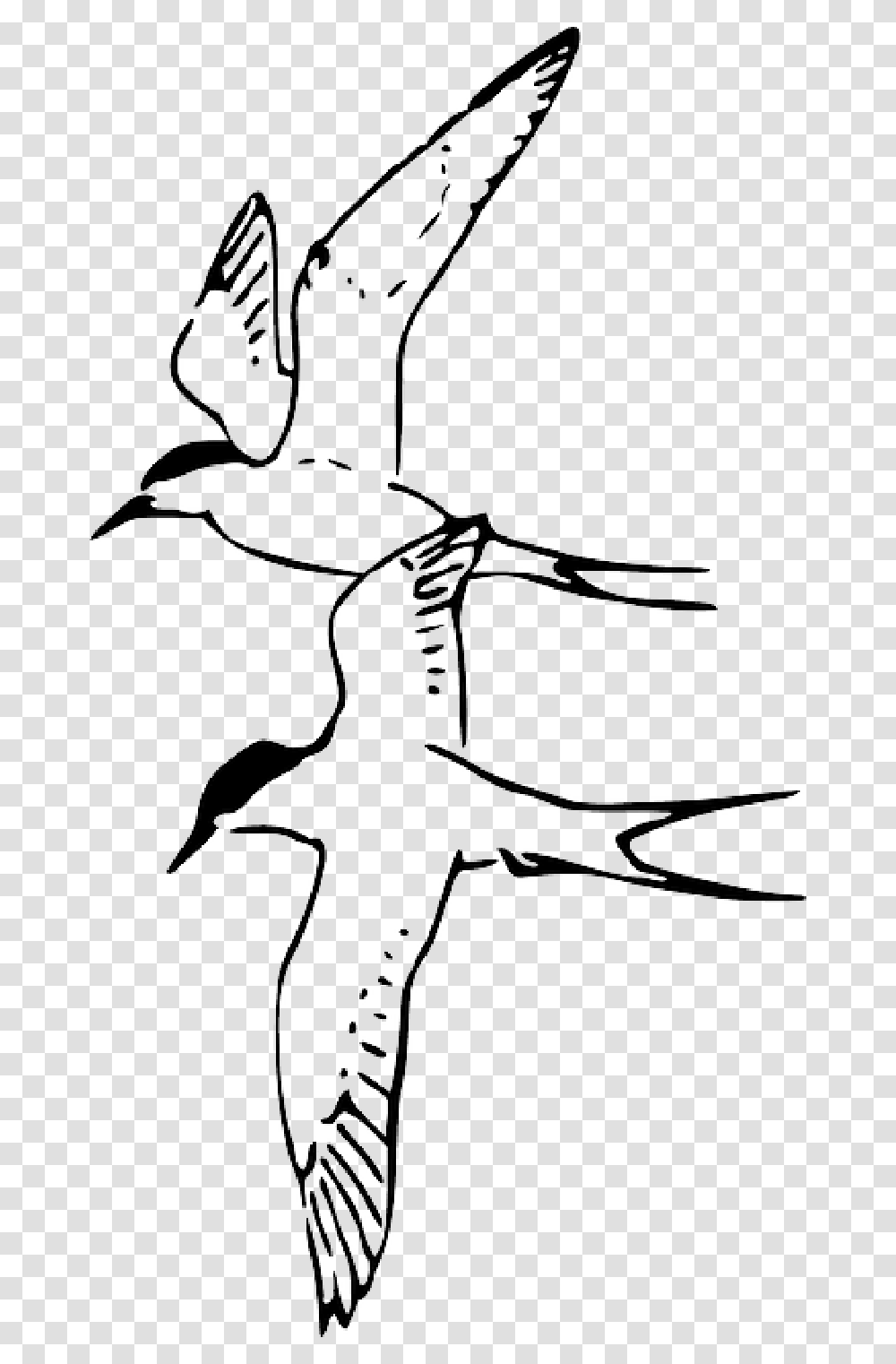 Animals Birds Bird Fly Arctic Tern Pages Animal Sketch Birds Flying Sparrow, Stencil, Seagull, Waterfowl, Beak Transparent Png