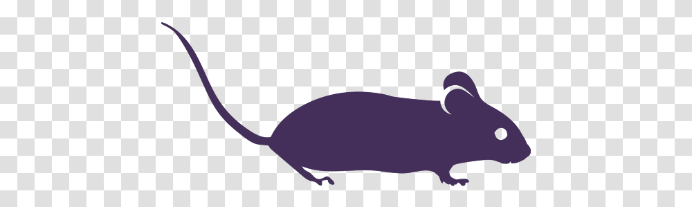 Animals Black And White Rat Clipart, Mammal, Rodent, Bird, Wildlife Transparent Png