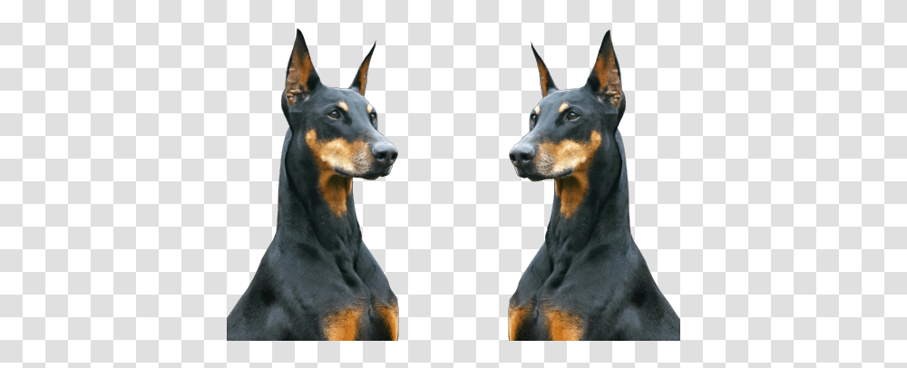 Animals Black Animal Urban Dogs Gangster Gang Ghetto Dobermann, Pet, Canine, Mammal, Hound Transparent Png