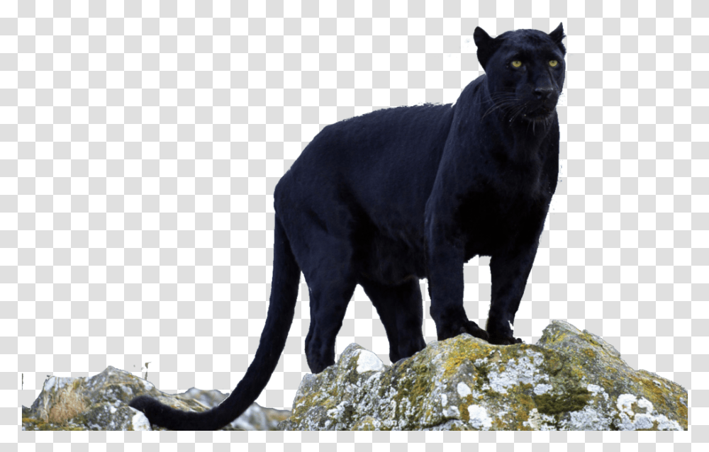 Animals Black Panther Beautiful Black Panther Animal, Wildlife, Mammal, Leopard, Jaguar Transparent Png