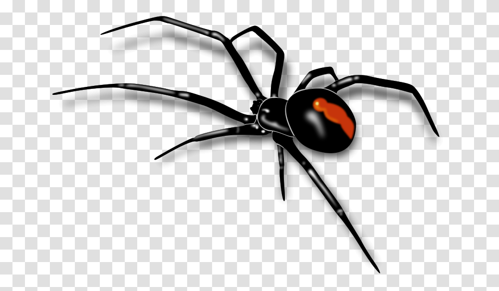 Animals, Black Widow, Insect, Spider Transparent Png