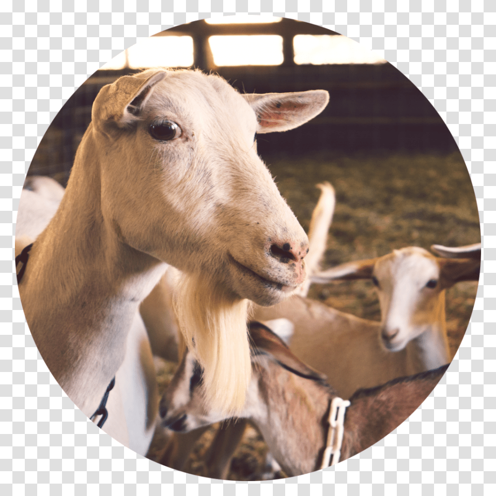 Animals Breed Of Sheep In Guyana, Cow, Cattle, Mammal, Goat Transparent Png