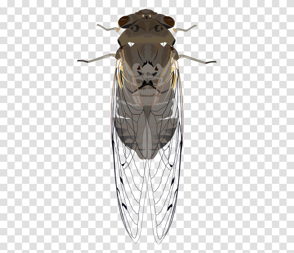 Animals Bug Cicada Insect Wings Cicada Clipart, Invertebrate, Building, Architecture Transparent Png