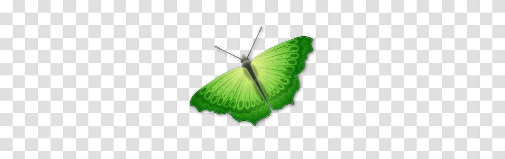 Animals, Butterfly, Insect, Invertebrate, Moth Transparent Png