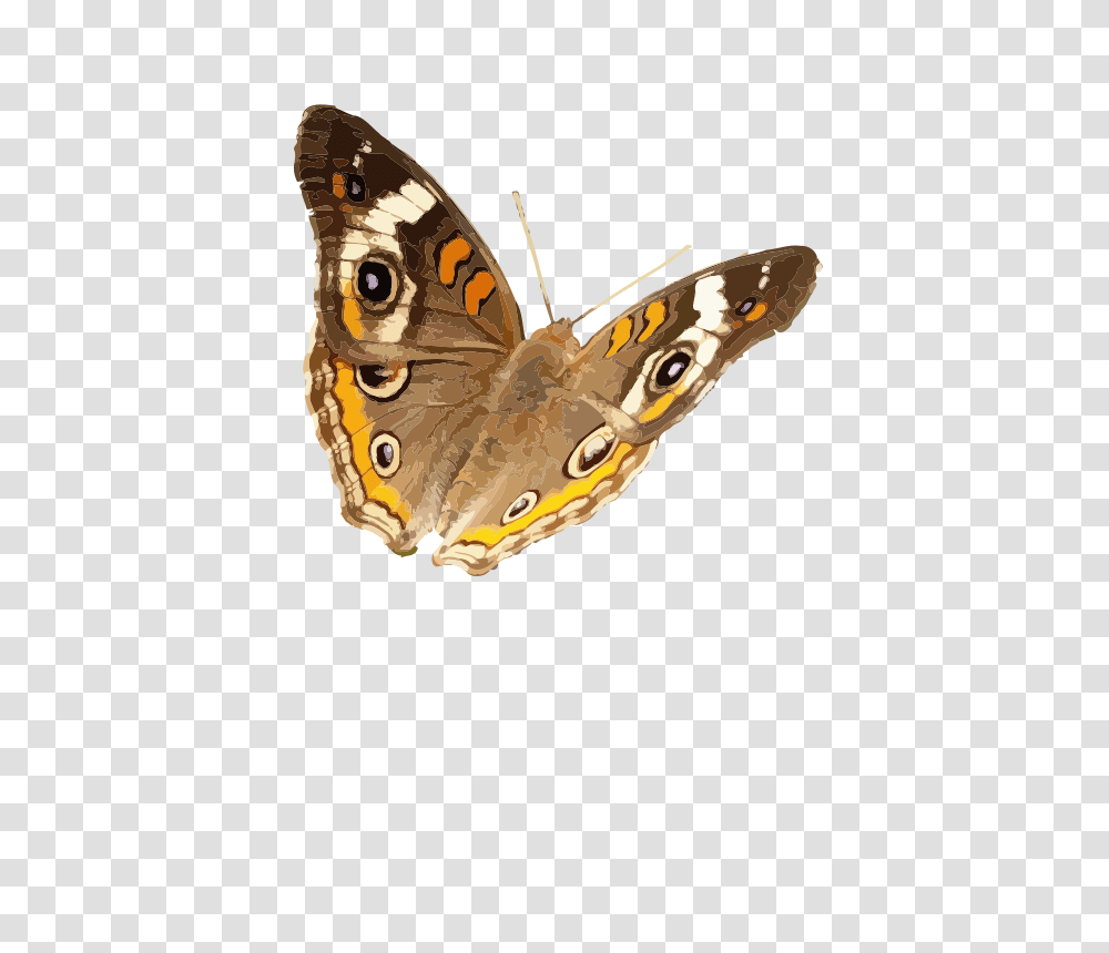 Animals, Butterfly, Insect, Invertebrate Transparent Png