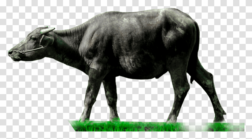 Animals Clipart Cartoon Buffalo Clipart, Mammal, Dinosaur, Reptile, Dog Transparent Png