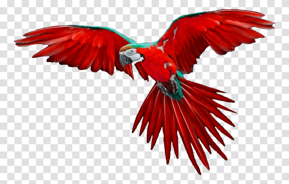 Animals Clipart Cartoon Flying Bird, Macaw, Parrot Transparent Png