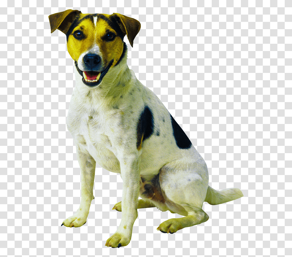 Animals Clipart Cartoon Sitting Dog Background, Pet, Canine, Mammal, Hound Transparent Png