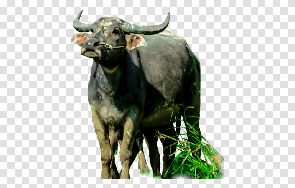 Animals Clipart Cartoon Water Buffalo, Bull, Mammal, Cattle, Cow Transparent Png