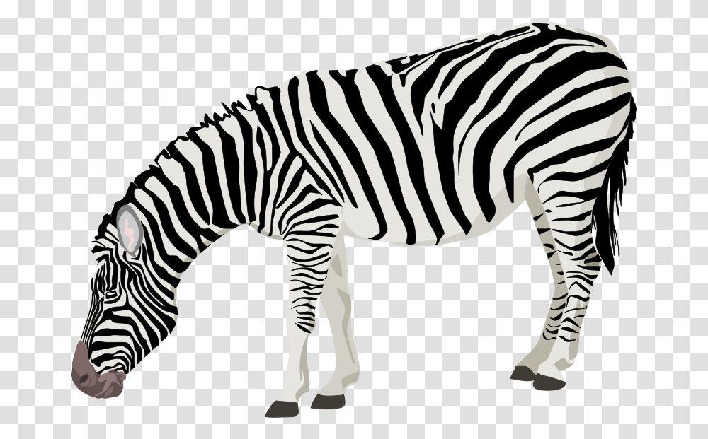 Animals Clipart, Zebra, Wildlife, Mammal, Circus Transparent Png