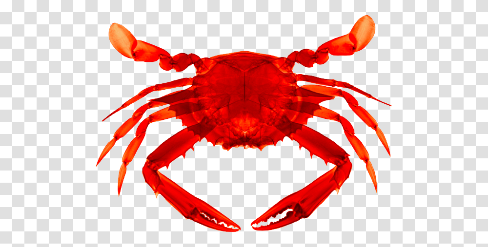 Animals Crab Background, Seafood, Sea Life, Dynamite, Bomb Transparent Png