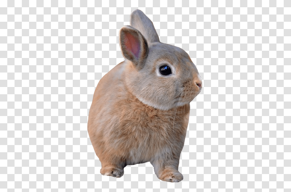 Animals Domestic Rabbit, Hare, Rodent, Mammal, Bunny Transparent Png