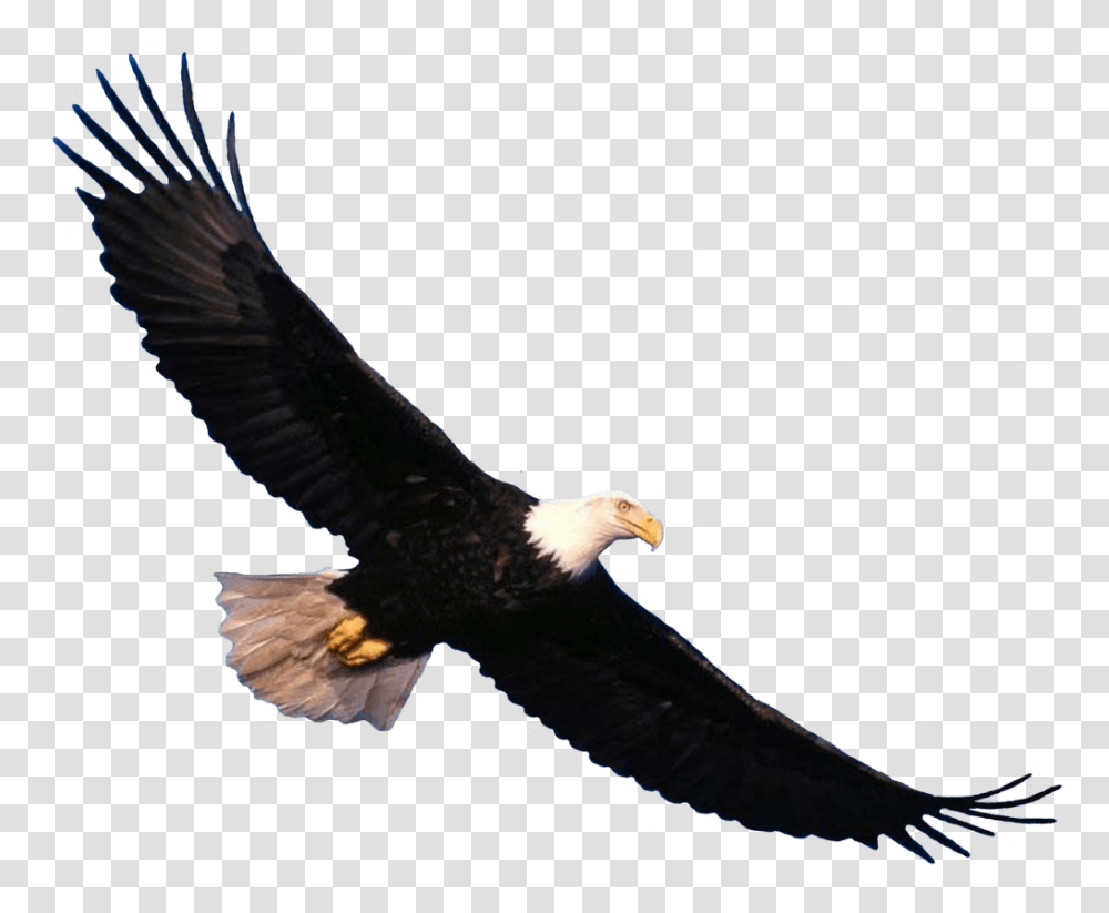Animals Eagle Bald Eagle, Bird, Flying, Beak Transparent Png